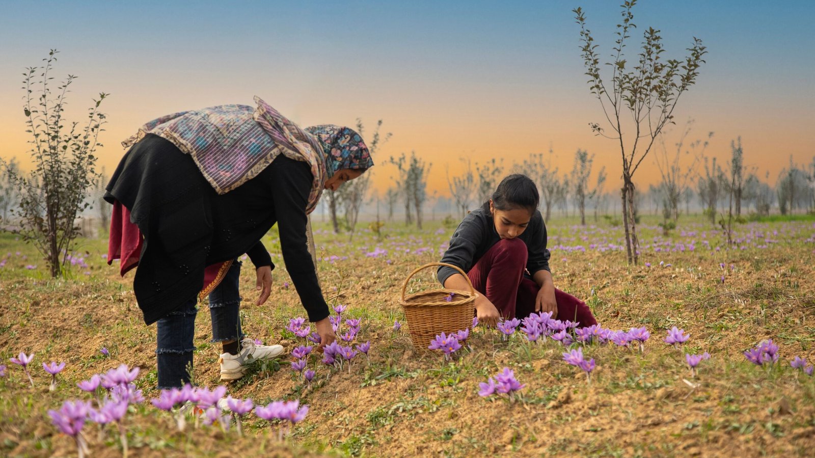 Taliouine saffron festival