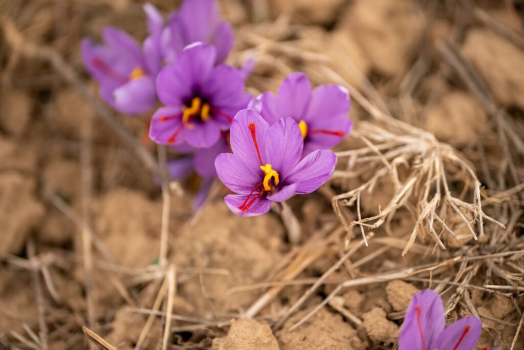 Taliouine Saffron Festival