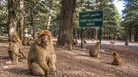 Middle Atlas Ifrane and Azrou Day Trip From Fes